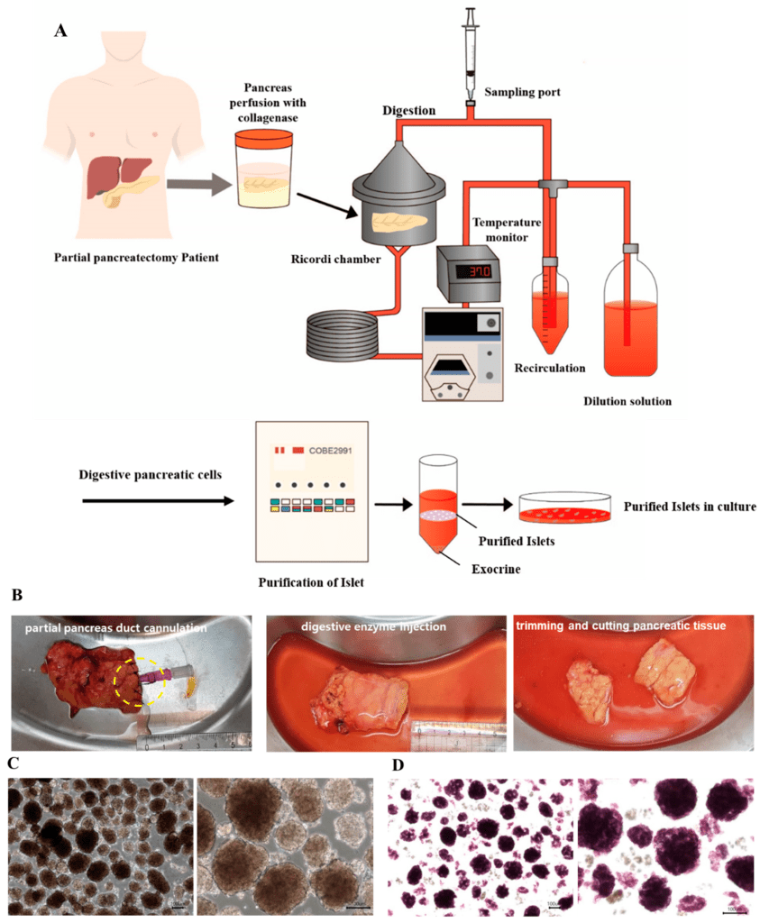 Injectable powder 1